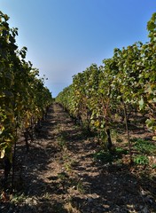 Fototapeta na wymiar Two vines in a vineyard on Lake Geneva on an autumn day in Switzerland