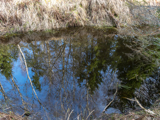  swamp ditch in spring, trees and sky shine in water