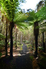 Obraz na płótnie Canvas Jungle path through silver fern on Stewart Island in New Zealand