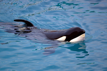 Closeup a killer whale (Orcinus orca) swimming in blue water