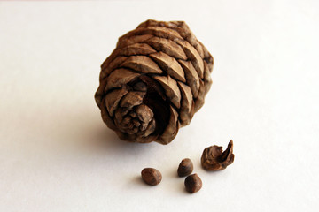 Big pinecone on white table