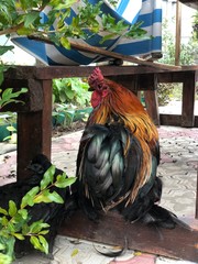 cock in the garden