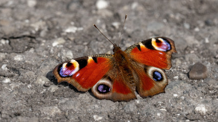 Eurpopean peacock enjoys the spring sun