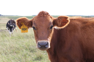 Close up picture of brown cow