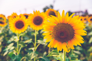 Sunflower blossom close up in field