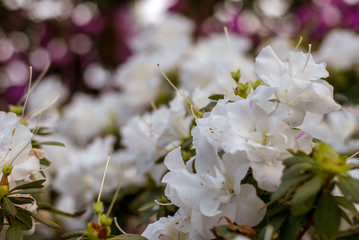 Close up  spring flowers azalea. Blooming hybrid Azalia Rhododendron selection in greenhouse. flower background. colorful bush flowers of rhododendron  at botanic garden. selective focus