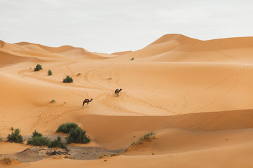 Fototapeta na wymiar Two camel walking in Sahara desert, Morocco. Sand dunes on background. African animals.
