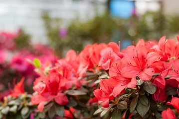 Close up  spring flowers azalea. Blooming hybrid Azalia Rhododendron selection in greenhouse. flower background. colorful bush flowers of rhododendron  at botanic garden. selective focus