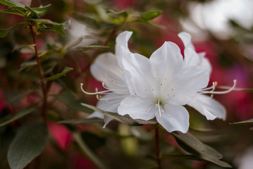 Close up  spring flowers azalea. Blooming hybrid Azalia Rhododendron selection in greenhouse. flower background. colorful bush flowers of rhododendron  at botanic garden. selective focus