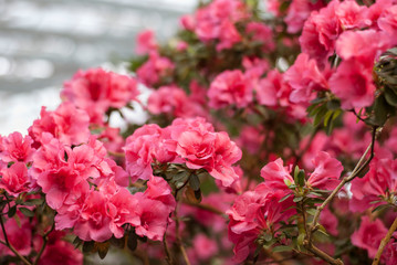 Close up  spring flowers azalea. Blooming hybrid Azalia Rhododendron selection in greenhouse. flower background. colorful bush flowers of rhododendron  at botanic garden. selective focus