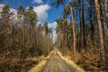 Fototapeta na wymiar Beautiful road in the forest. Bright sky. Long road in the spring forest. Background.
