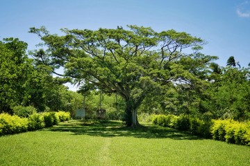 Fototapeta na wymiar Kingdom of Tonga – Tree over the learning rock at Haʻamonga ʻa Maui at Tongatapu