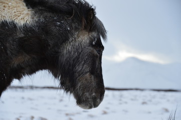 Head of an Icelandic horse in the snow