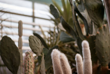 Close up cactus at botanic garden.  selective focus succulent