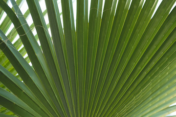 juicy Greens, palm leaves.
