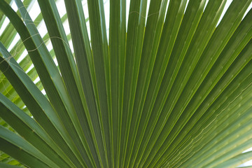 Fototapeta premium juicy Greens, palm leaves.