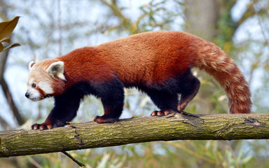 Red panda (Ailurus fulgens) seen from profile and walking on trunk tree