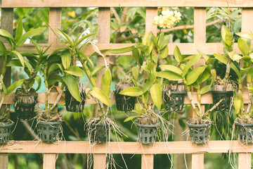 Obraz premium small tree decor on garden