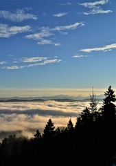 Sea of fog in the morning mood from the uetliberg with silhouettes of fir trees