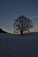 Tree silhouette in the Swiss mountains in the snow in the evening mood