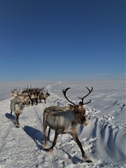 reindeer herd with beautiful antlers in the glistening snow in lapland finland