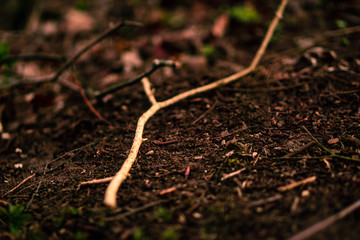 Close Up von einem einzelnen Ast am Waldboden liegend