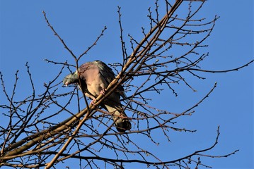 Gray pigeon on a branch with blue sky in the background