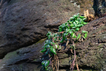 Background of Beautiful Green Plants growing Between Stones