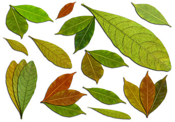 isolated beautiful leaves on white background