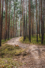  A welsh corgi pembroke dog during a walk in a Pine trees forest during early spring, empty calm 