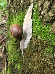snail on grass