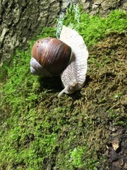 snail on tree