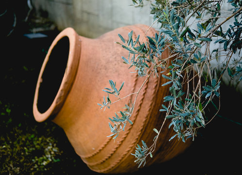 large clay jars of olive oil. the branches and foliage of the olive
