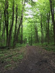 path in the forest