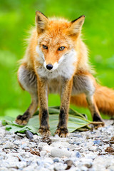 Naklejka na ściany i meble Japanese red fox in Hokkaido, Japan