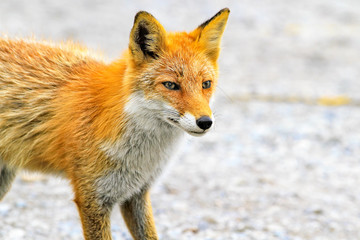 Japanese red fox in Hokkaido, Japan