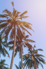 Coconut tree and blue sky. vintage filter