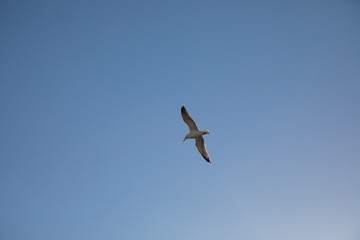 seagull flies over the sea