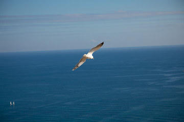 Fototapeta na wymiar seagull flies over the sea
