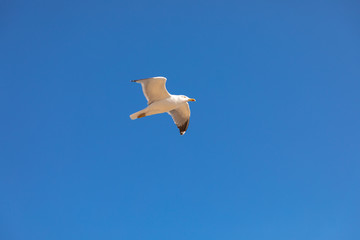 seagull flies over the sea