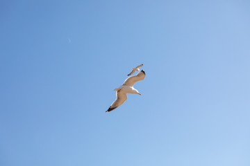 seagull flies over the sea