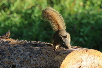 Naklejka na ściany i meble Squirrel at the Yellowstone National Park