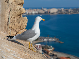 Fototapeta na wymiar seagull admires the view of the city