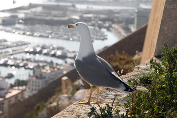 seagull admires the view of the city