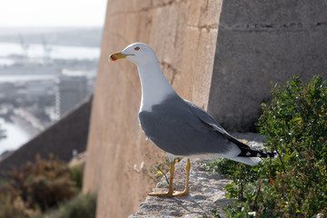seagull admires the view of the city