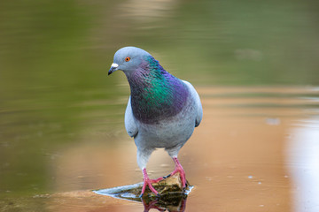 a dove drinks water from a pond