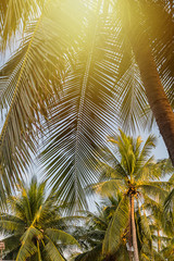 Fototapeta na wymiar coconut tree with many leaves