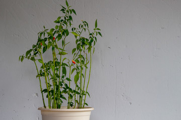 Red chili pepper plant growing in the pot