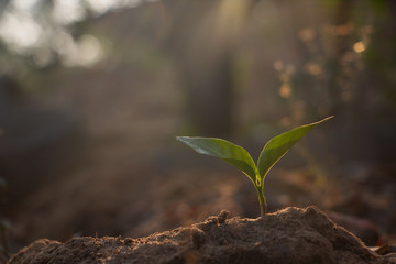 Growing plant,Young plant in the morning light on ground background, New life concept.Small plants on the ground in spring.fresh,seed,Photo fresh and Agriculture  concept idea.
