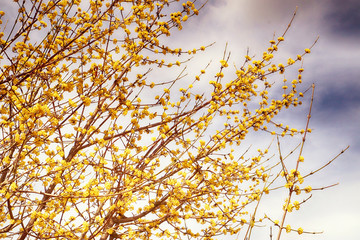 Early spring bright yellow Forsythia flowers against a cloudy sky, selective focus